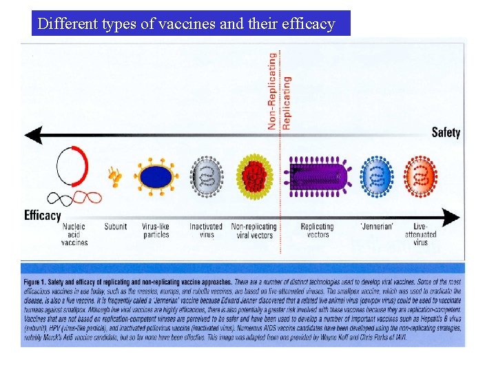 Different types of vaccines and their efficacy 