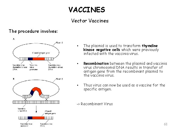 VACCINES Vector Vaccines The procedure involves: • The plasmid is used to transform thymdine