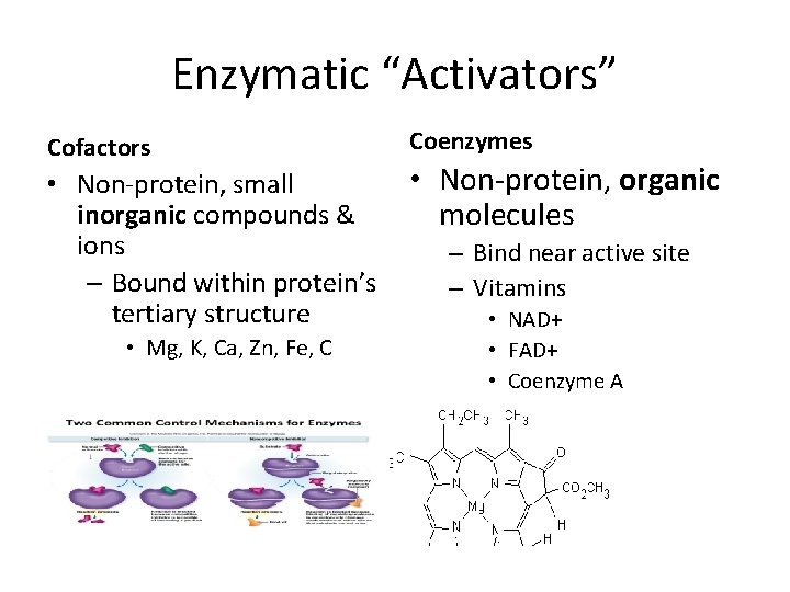 Enzymatic “Activators” Cofactors • Non-protein, small inorganic compounds & ions – Bound within protein’s