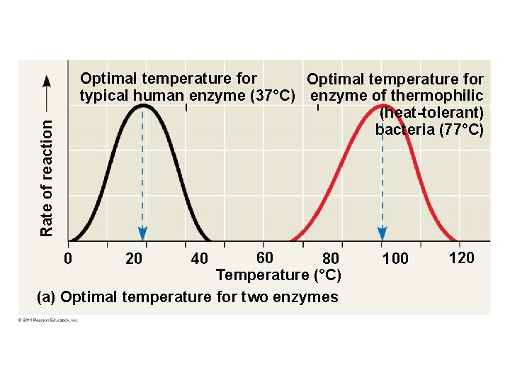 Rate of reaction Optimal temperature for typical human enzyme (37°C) enzyme of thermophilic (heat-tolerant)