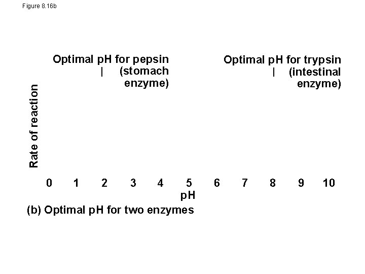 Figure 8. 16 b Rate of reaction Optimal p. H for pepsin (stomach enzyme)