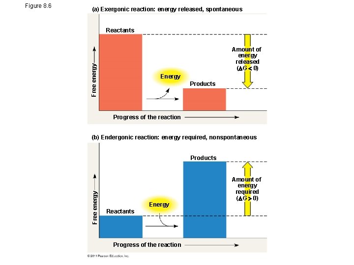 (a) Exergonic reaction: energy released, spontaneous Reactants Free energy Amount of energy released (