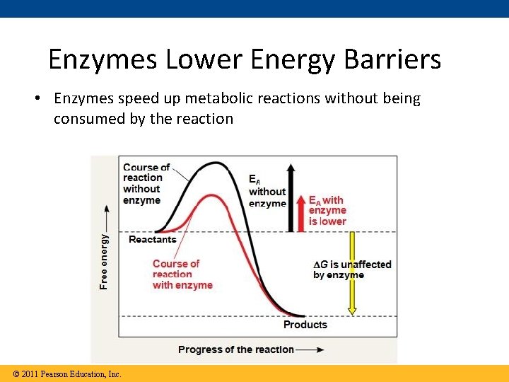 Enzymes Lower Energy Barriers • Enzymes speed up metabolic reactions without being consumed by