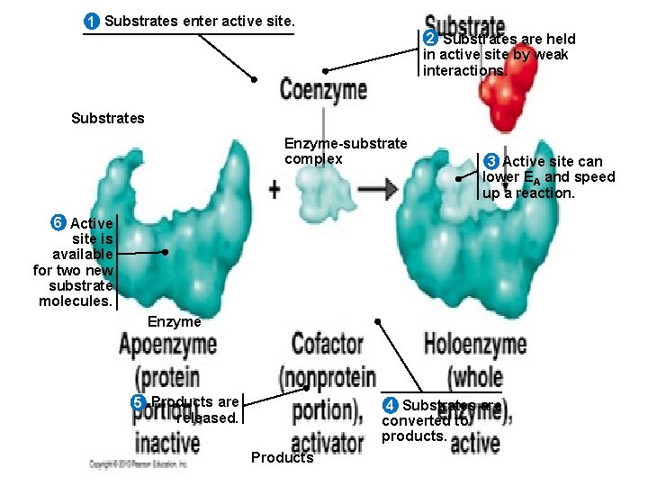 1 Substrates enter active site. 2 Substrates are held in active site by weak