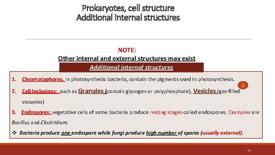 Prokaryotes, cell structure Additional internal structures NOTE: Other internal and external structures may exist