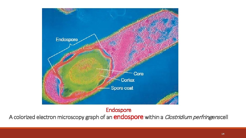 Endospore A colorized electron microscopy graph of an endospore within a Clostridium perfringens cell