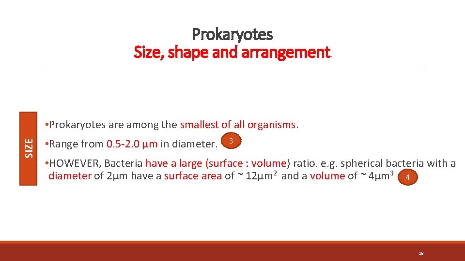 Prokaryotes Size, shape and arrangement SIZE • Prokaryotes are among the smallest of all