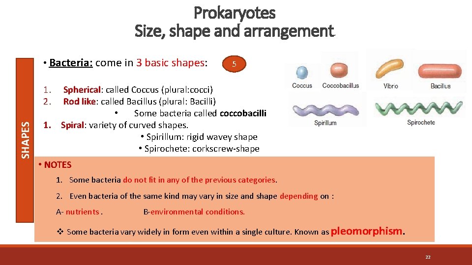 Prokaryotes Size, shape and arrangement • Bacteria: come in 3 basic shapes: SHAPES 1.