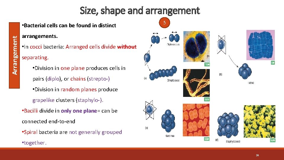 Size, shape and arrangement Arrangement • Bacterial cells can be found in distinct 5