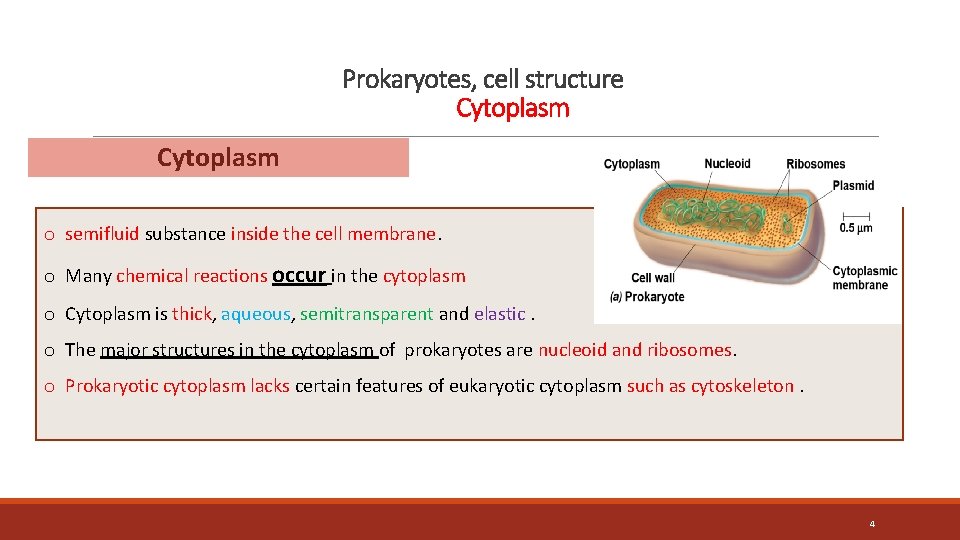 Prokaryotes, cell structure Cytoplasm o semifluid substance inside the cell membrane. o Many chemical