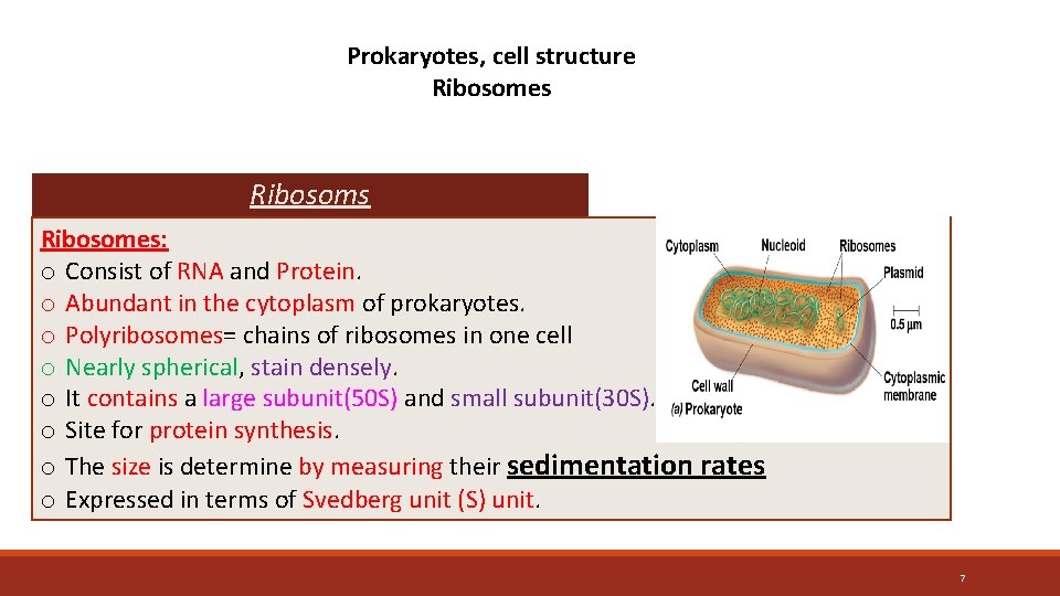 Prokaryotes, cell structure Ribosomes: o Consist of RNA and Protein. o Abundant in the