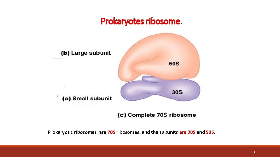 Prokaryotes ribosome. Prokaryotic ribosomes are 70 S ribosomes , and the subunits are 30