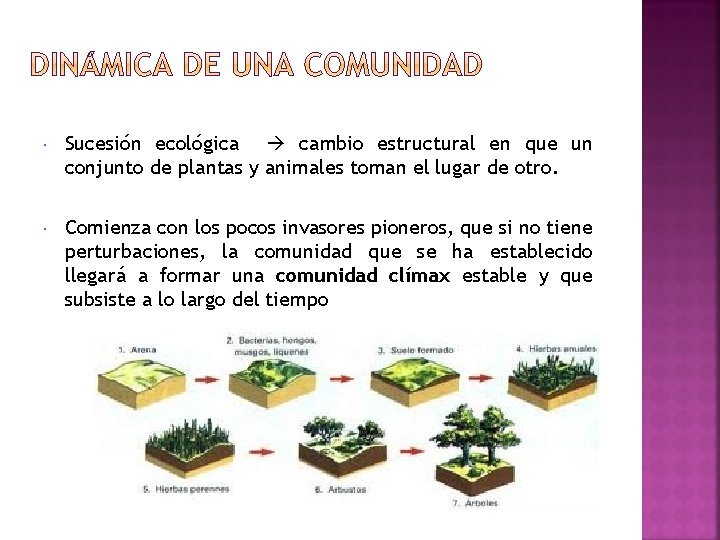  Sucesión ecológica cambio estructural en que un conjunto de plantas y animales toman