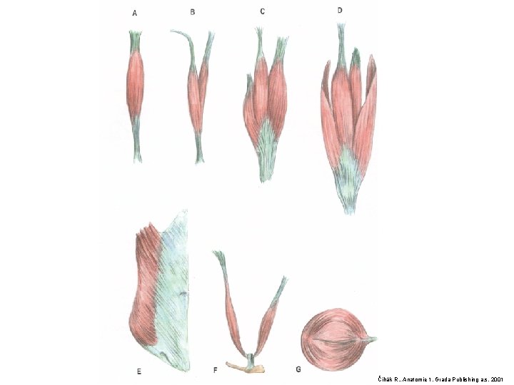 Čihák R. , Anatomie 1, Grada Publishing a. s. 2001 