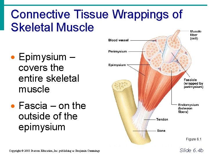Connective Tissue Wrappings of Skeletal Muscle · Epimysium – covers the entire skeletal muscle