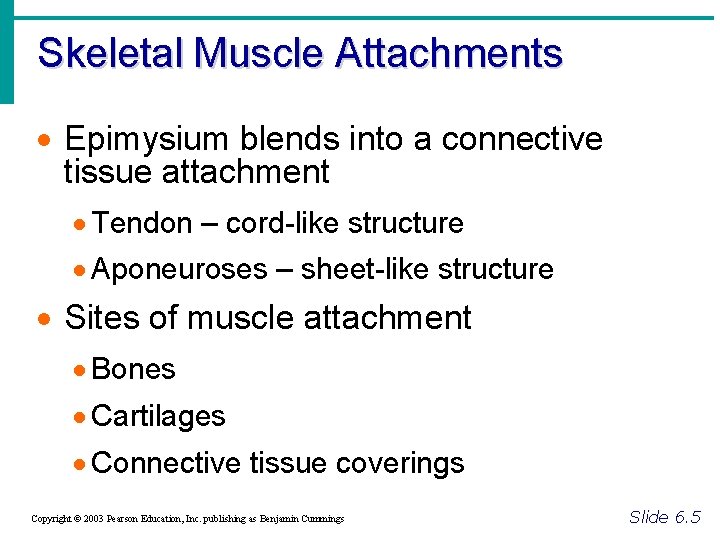 Skeletal Muscle Attachments · Epimysium blends into a connective tissue attachment · Tendon –