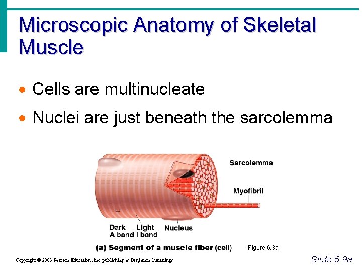 Microscopic Anatomy of Skeletal Muscle · Cells are multinucleate · Nuclei are just beneath
