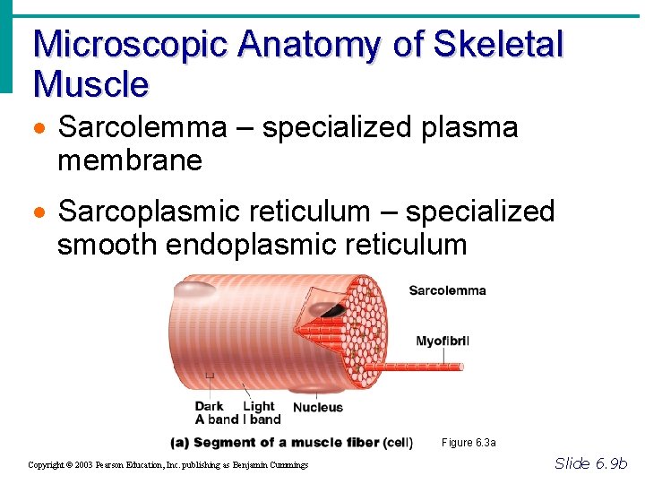 Microscopic Anatomy of Skeletal Muscle · Sarcolemma – specialized plasma membrane · Sarcoplasmic reticulum