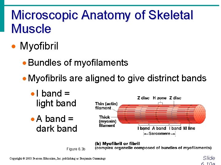 Microscopic Anatomy of Skeletal Muscle · Myofibril · Bundles of myofilaments · Myofibrils are
