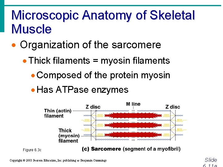 Microscopic Anatomy of Skeletal Muscle · Organization of the sarcomere · Thick filaments =