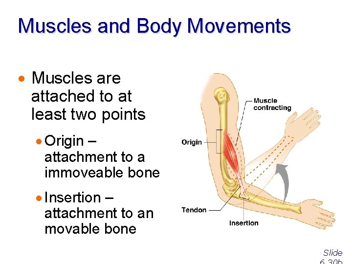 Muscles and Body Movements · Muscles are attached to at least two points ·