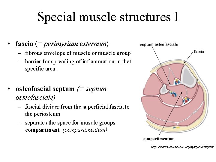 Special muscle structures I • fascia (= perimysium externum) – fibrous envelope of muscle