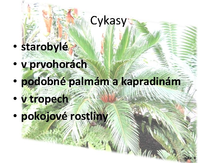 Cykasy • • • starobylé v prvohorách podobné palmám a kapradinám v tropech pokojové