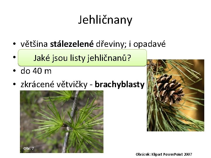 Jehličnany • • většina stálezelené dřeviny; i opadavé listy. Jaké – jehlicovité jsou listy