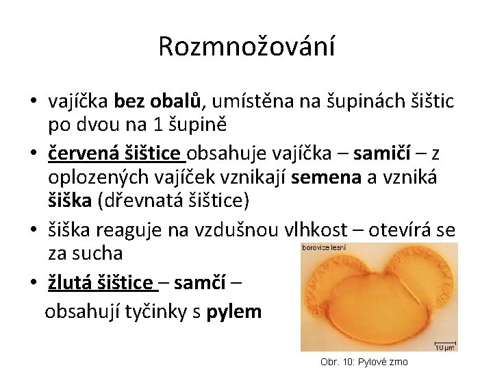 Rozmnožování • vajíčka bez obalů, umístěna na šupinách šištic po dvou na 1 šupině