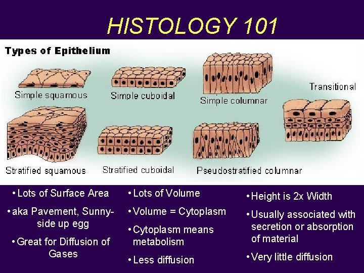 HISTOLOGY 101 • Lots of Surface Area • aka Pavement, Sunnyside up egg •