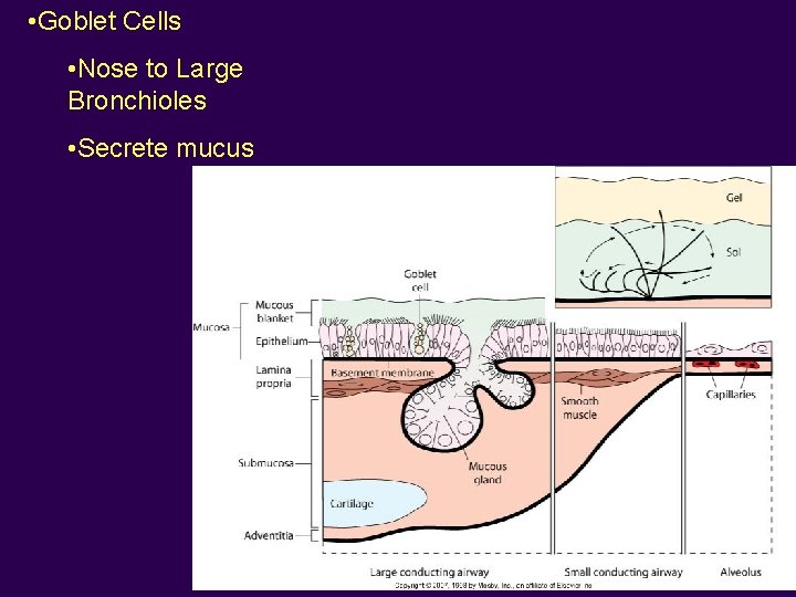  • Goblet Cells • Nose to Large Bronchioles • Secrete mucus 