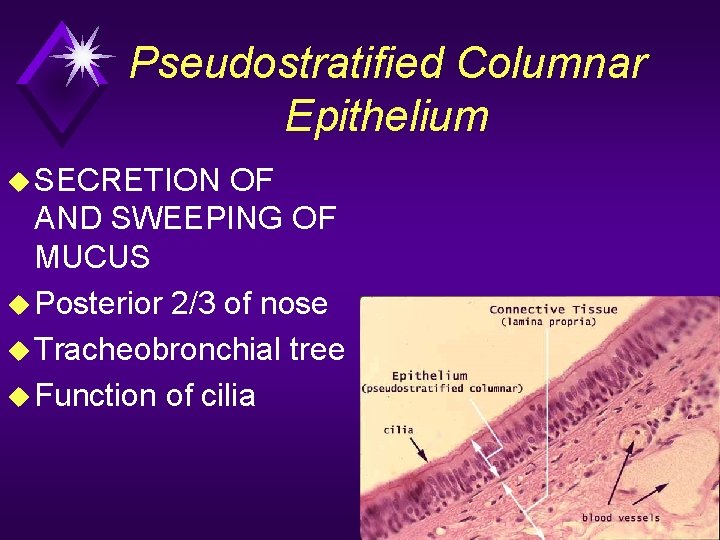 Pseudostratified Columnar Epithelium u SECRETION OF AND SWEEPING OF MUCUS u Posterior 2/3 of