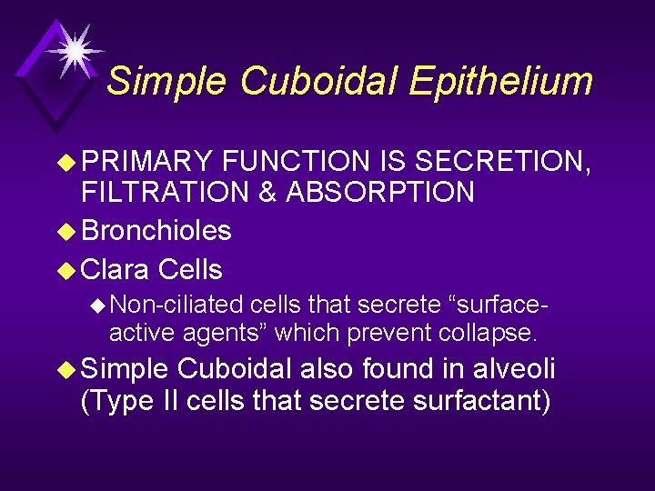 Simple Cuboidal Epithelium u PRIMARY FUNCTION IS SECRETION, FILTRATION & ABSORPTION u Bronchioles u