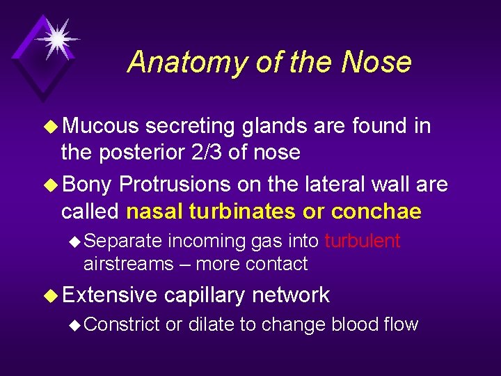 Anatomy of the Nose u Mucous secreting glands are found in the posterior 2/3