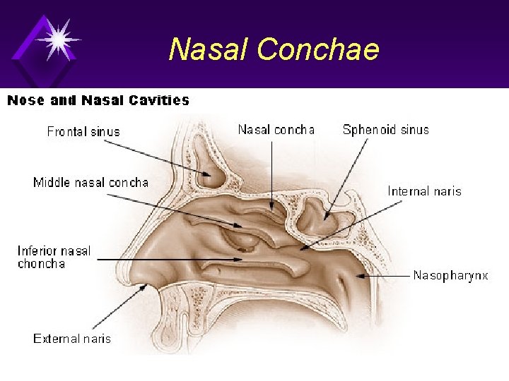 Nasal Conchae 