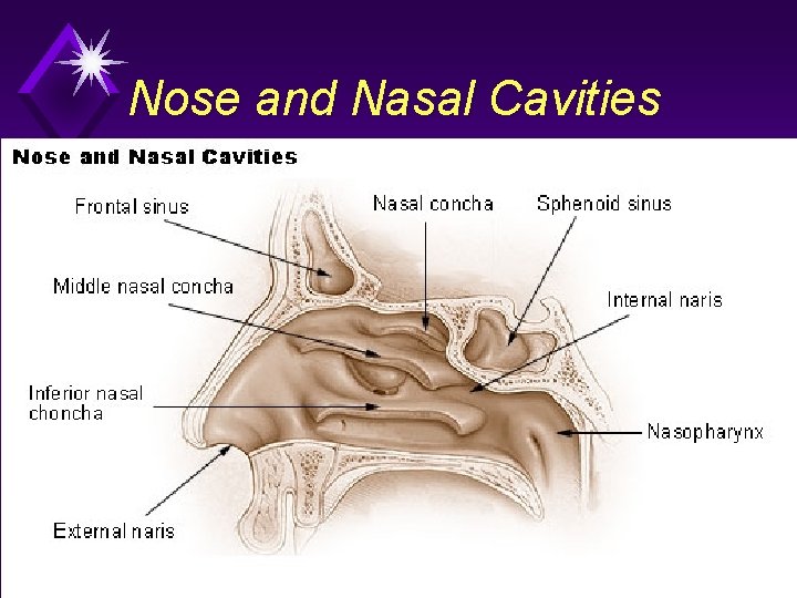 Nose and Nasal Cavities 