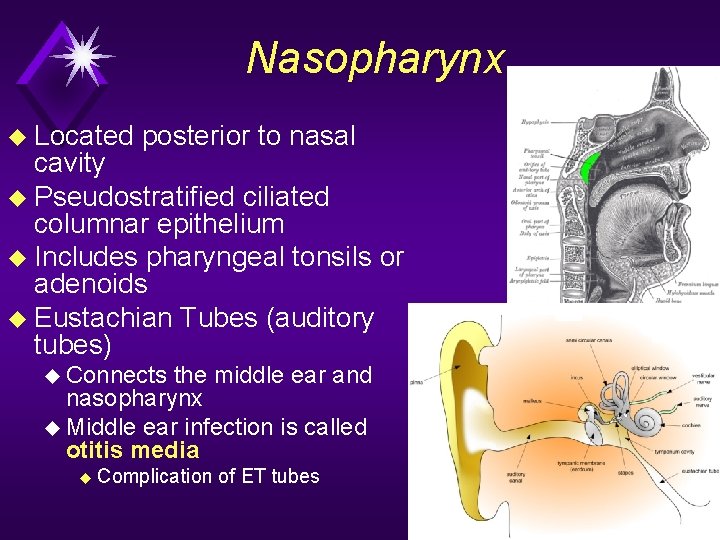 Nasopharynx u Located posterior to nasal cavity u Pseudostratified ciliated columnar epithelium u Includes
