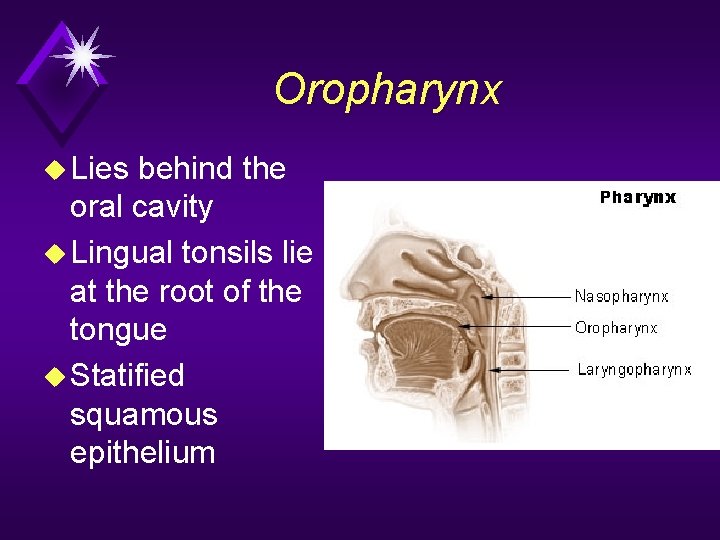 Oropharynx u Lies behind the oral cavity u Lingual tonsils lie at the root