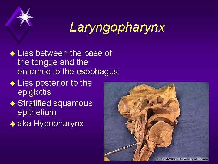 Laryngopharynx u Lies between the base of the tongue and the entrance to the