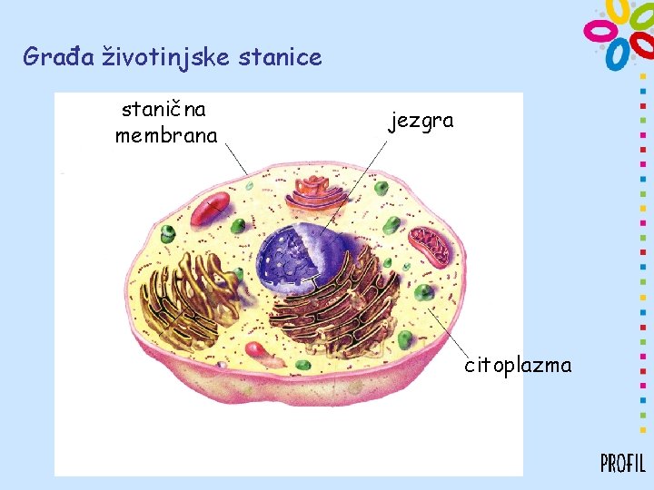 Građa životinjske stanice stanična membrana jezgra citoplazma 