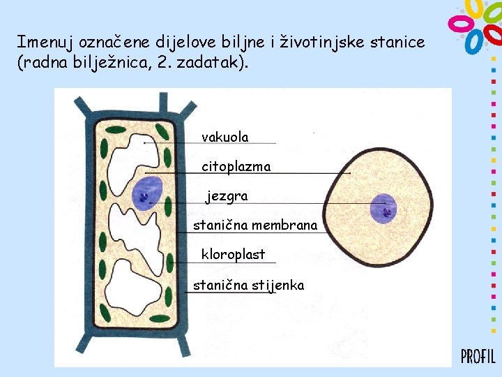 Imenuj označene dijelove biljne i životinjske stanice (radna bilježnica, 2. zadatak). vakuola citoplazma jezgra