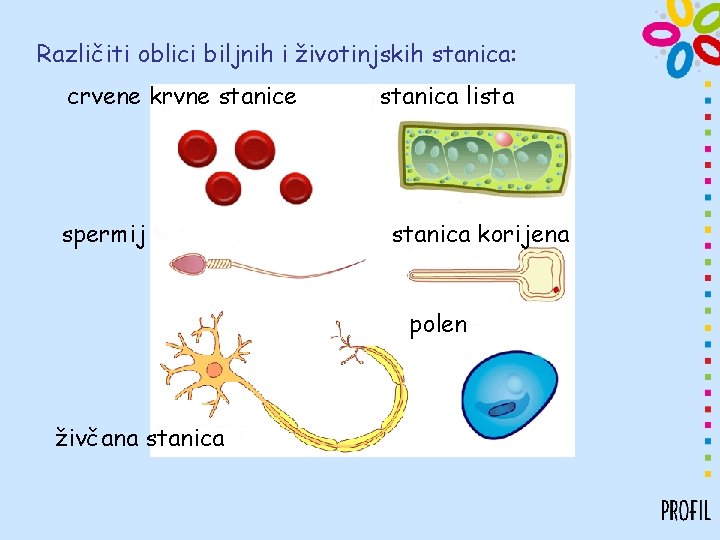 Različiti oblici biljnih i životinjskih stanica: crvene krvne stanice spermij stanica lista stanica korijena