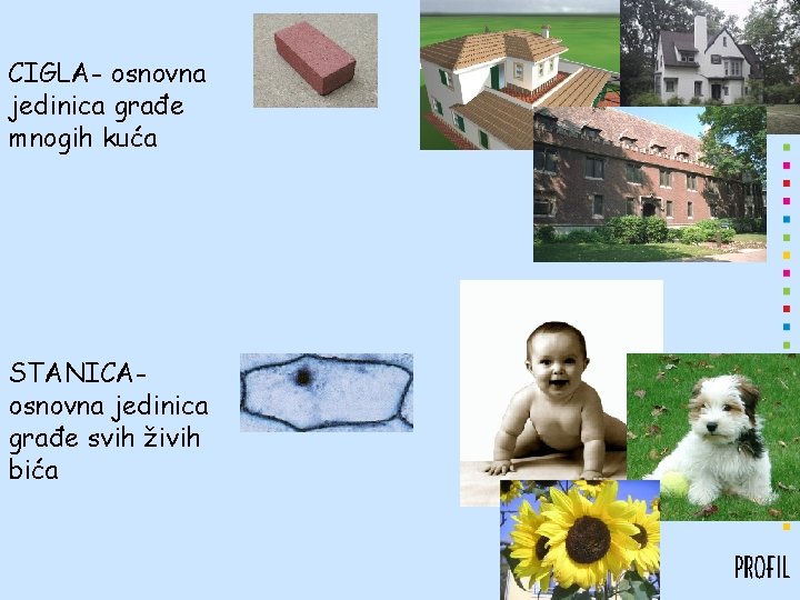CIGLA- osnovna jedinica građe mnogih kuća STANICAosnovna jedinica građe svih živih bića 