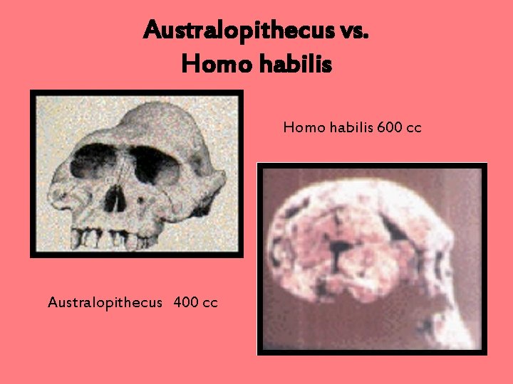 Australopithecus vs. Homo habilis 600 cc Australopithecus 400 cc 