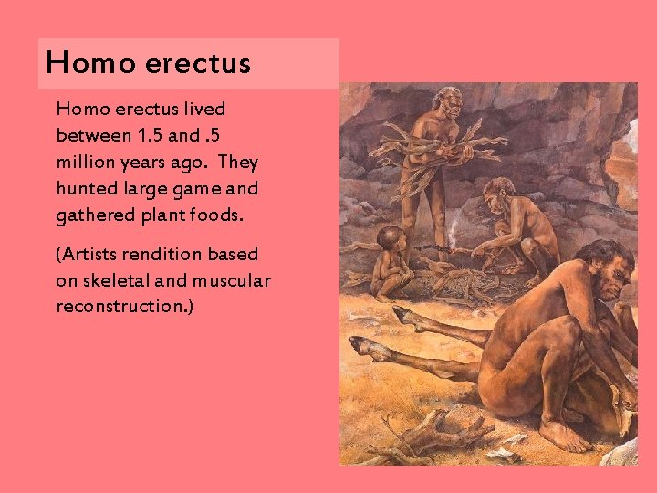Homo erectus lived between 1. 5 and. 5 million years ago. They hunted large