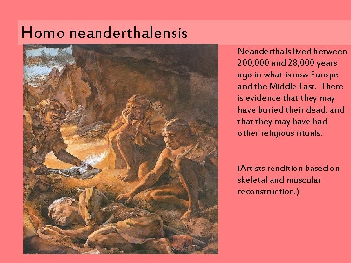 Homo neanderthalensis Neanderthals lived between 200, 000 and 28, 000 years ago in what