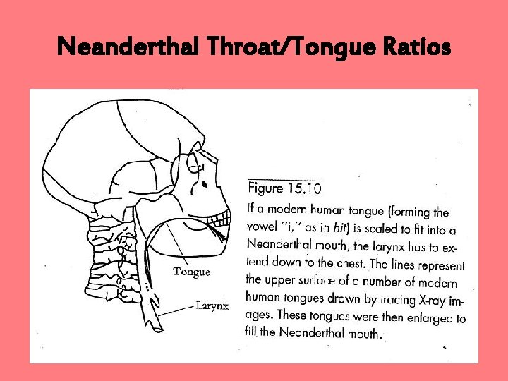 Neanderthal Throat/Tongue Ratios 