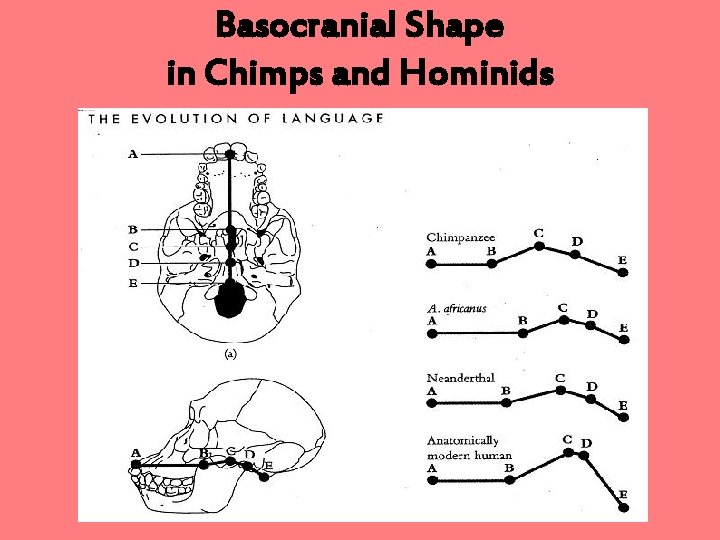 Basocranial Shape in Chimps and Hominids 