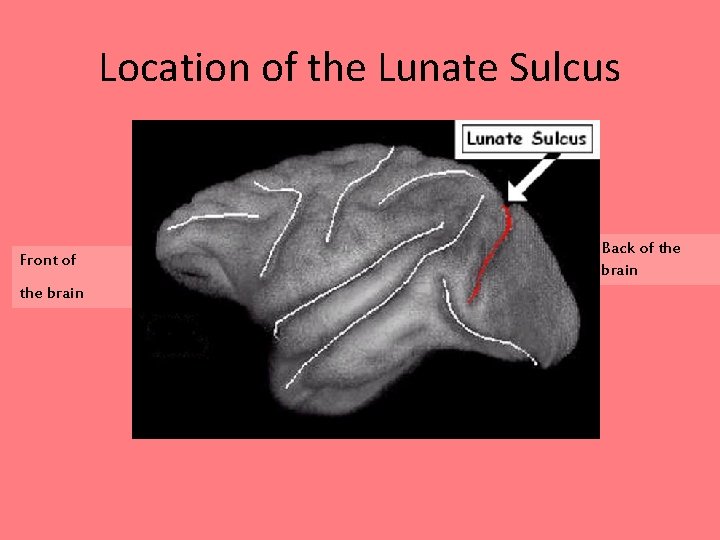 Location of the Lunate Sulcus Front of the brain Back of the brain 