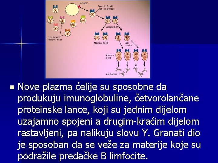 n Nove plazma ćelije su sposobne da produkuju imunoglobuline, četvorolančane proteinske lance, koji su